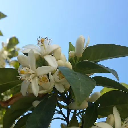 Апарт-отель Meis